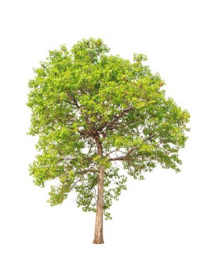 Jambul (Syzygium cumini) also known as Jambolan plum, Java plum,