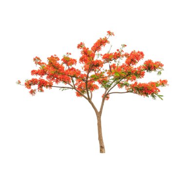 Royal Poinciana or Flamboyant tree (Delonix regia), tropical tre