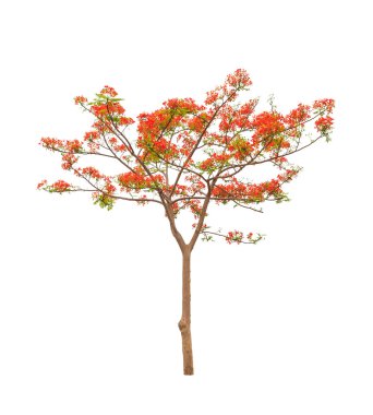 Royal Poinciana or Flamboyant tree (Delonix regia), tropical tre