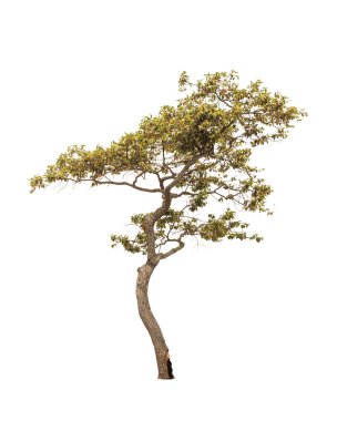 Dipterocapus Intricatus, tropical tree in the northeast of Thail