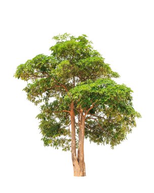 Alstonia scholaris (Apocynaceae), commonly called Blackboard tre