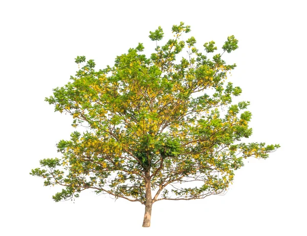 Yellow batai tree (Peltophorum dasyrachis), tropical tree in the — Zdjęcie stockowe