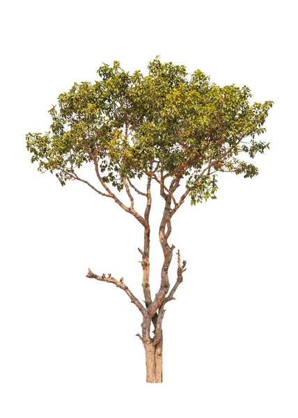 Dipterocapus Intricatus, arbre tropical au nord-est de Thail — Photo