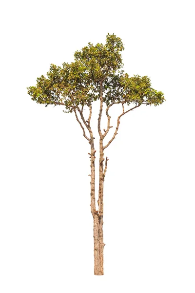 Dipterocapus Intricatus, tropical tree in the northeast of Thail — Stock fotografie