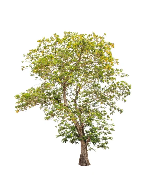 Árvore de batai amarela (Peltophorum dasyrachis), árvore tropical no — Fotografia de Stock