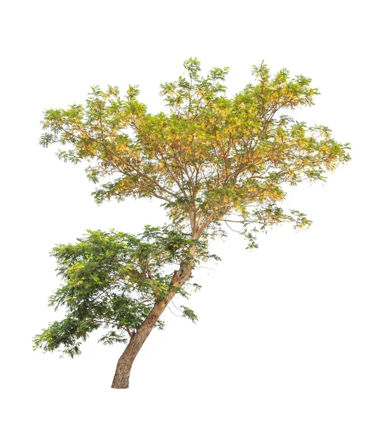 Árbol amarillo batai (Peltophorum dasyrachis), árbol tropical en el — Foto de Stock