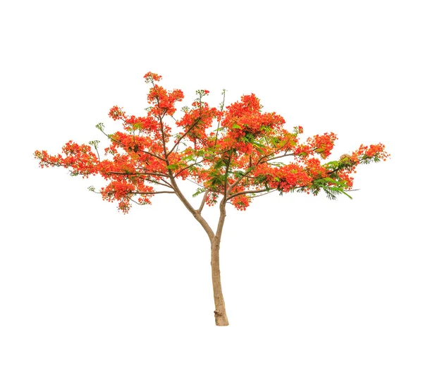 Royal Poinciana or Flamboyant tree (Delonix regia), tropical tre