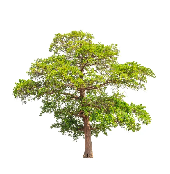 Árbol tropical en el noreste de Tailandia aislado en bac blanco — Foto de Stock