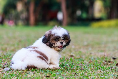 Yeşil çimenlerin üzerinde oturan Shih Tzu puppy