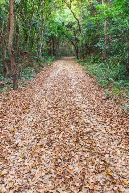 Sonbahar yağmur ormanı Tayland üzerinden yol