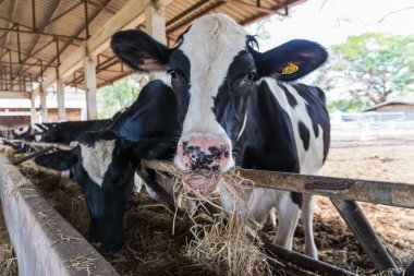 Cows feeding hay in the farm clipart