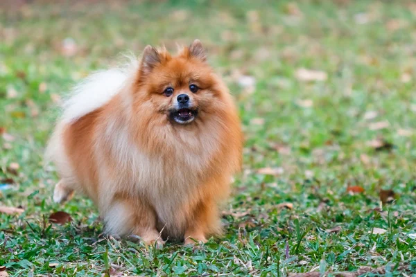 Pomeranian doing the symbol to declare its territory — Stock Photo, Image