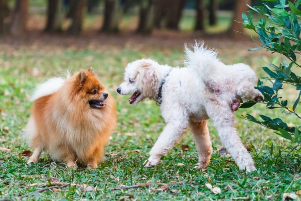 Poodle doing the symbol to declare its territory over Pomeranian — Stock Photo, Image