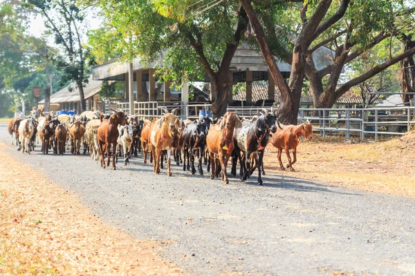 Cabras caminando por la carretera en la granja —  Fotos de Stock