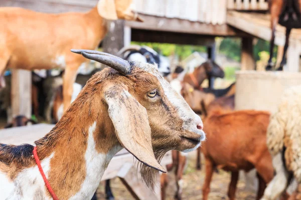 Primer plano de cabra en la granja —  Fotos de Stock