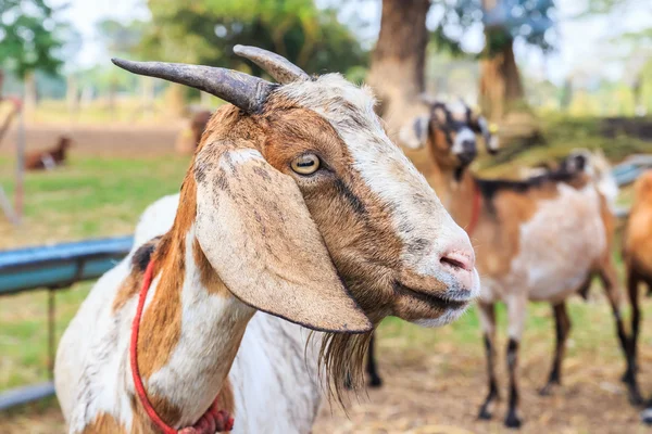 Gros plan de la chèvre dans la ferme — Photo