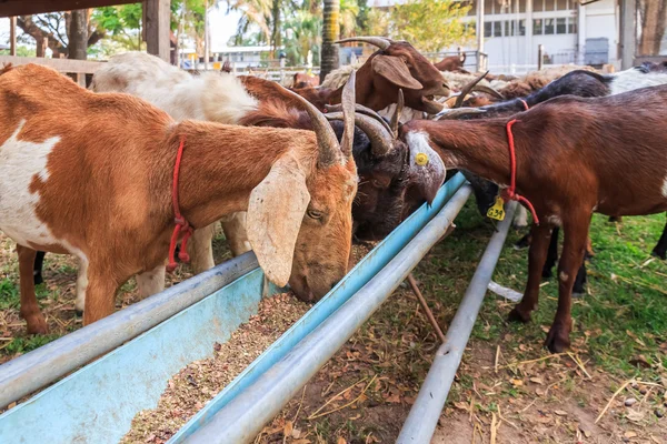 Kecskék az etetőnél a farm Si Sa Ket, Thaiföld — Stock Fotó