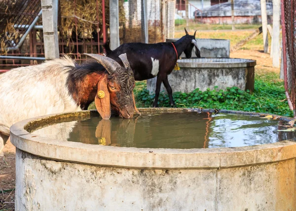 Козы пьют воду на ферме — стоковое фото