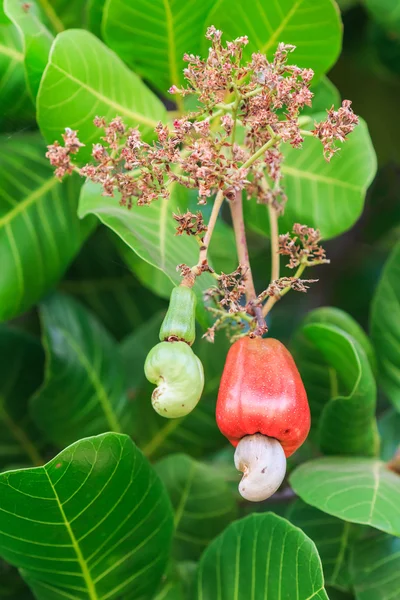 Kaju fıstığı ağacı büyüyen