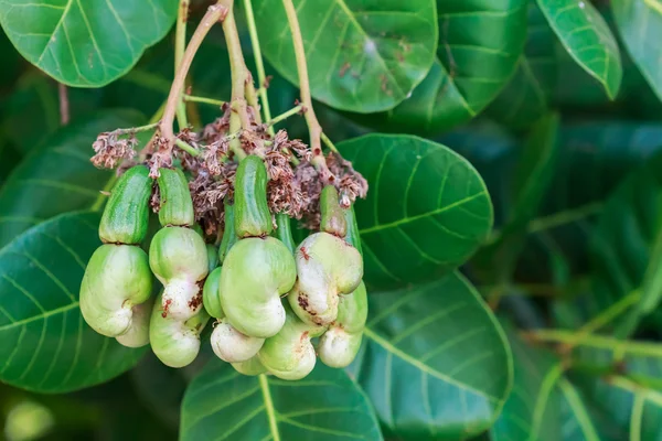 Genç kaju fıstığı ağaçta büyüyor.