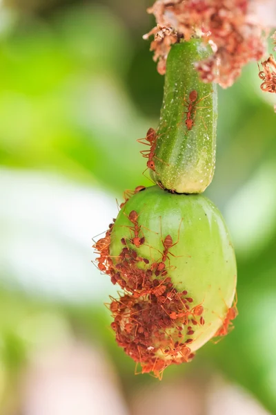 Nahaufnahme einer jungen Cashewnuss voller Ameisen — Stockfoto