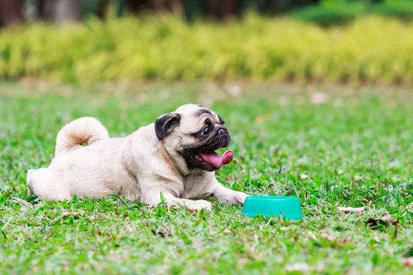 Mops pies relaksujący na zielonej trawie — Zdjęcie stockowe
