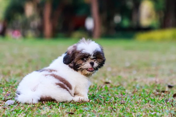 Shih Tzu puppy sitting on green grass — Stock Photo, Image