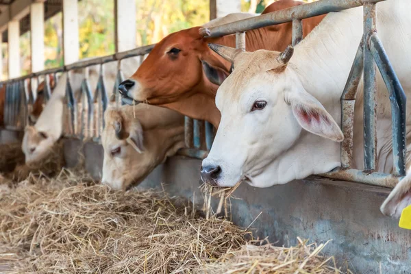 Vacas tailandesas alimentando feno na fazenda — Fotografia de Stock