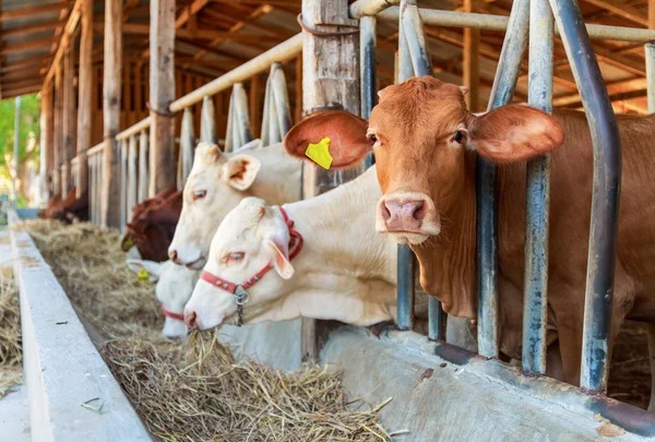 Thai tehenek etetés széna a farm — Stock Fotó