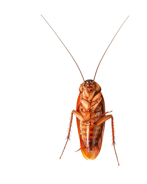 Een dode cockroach geïsoleerd op witte achtergrond — Stockfoto