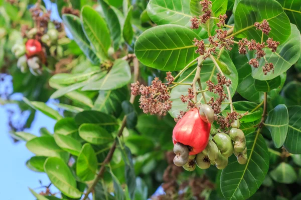Кешью орехи растут на дереве Стоковое Фото