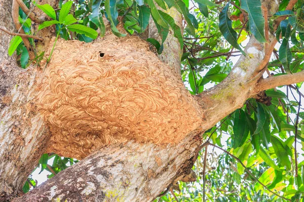 Осиное гнездо на манговом дереве Стоковое Изображение