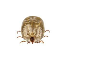 Female tick isolated on white background clipart
