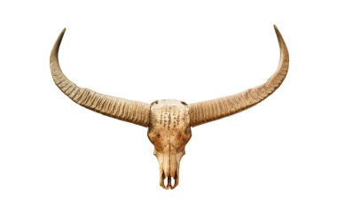 Buffalo skull beyaz arka plan üzerinde izole mistik simgesiyle