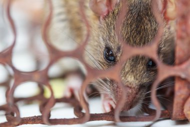 Bir sıçan bir paslı metal tuzak