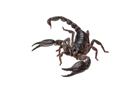 Üzerinde izole Asya dev orman Akrep (Heterometrus laoticus)