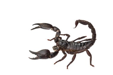 Üzerinde izole Asya dev orman Akrep (Heterometrus laoticus)