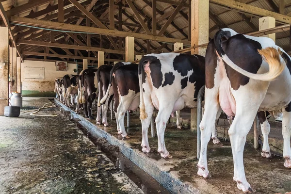 Fila de vacas esperando ser ordeñadas en la granja —  Fotos de Stock