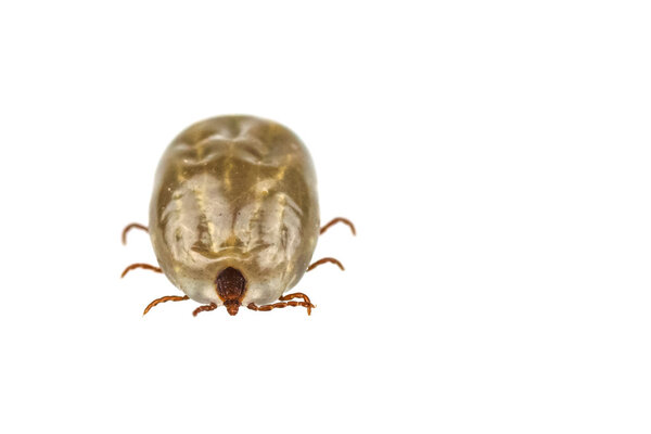 Female tick isolated on white background