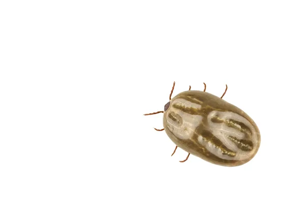 Female tick isolated on white background — Stock Photo, Image
