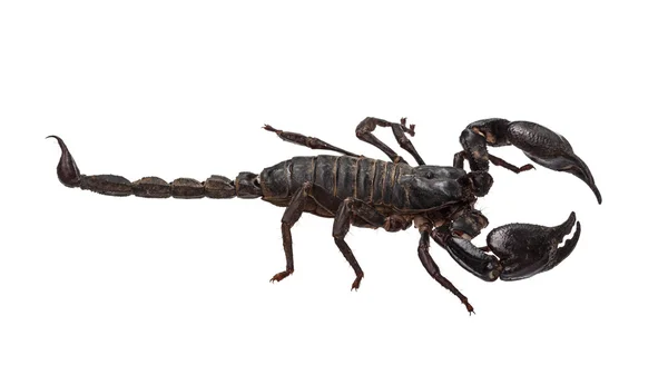 Asijská obří Les scorpion (Heterometrus laoticus) izolované na — Stock fotografie