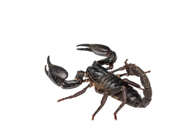 Asian giant forest scorpion (Heterometrus laoticus) isolated on — Stock Photo, Image
