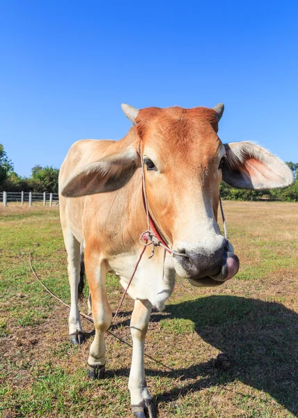 Thailändische Kuh auf dem Feld mit blauem Himmel — Stockfoto