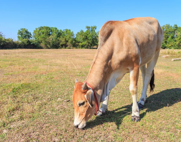 Vaca tailandesa comiendo hierba en el campo con cielo azul —  Fotos de Stock