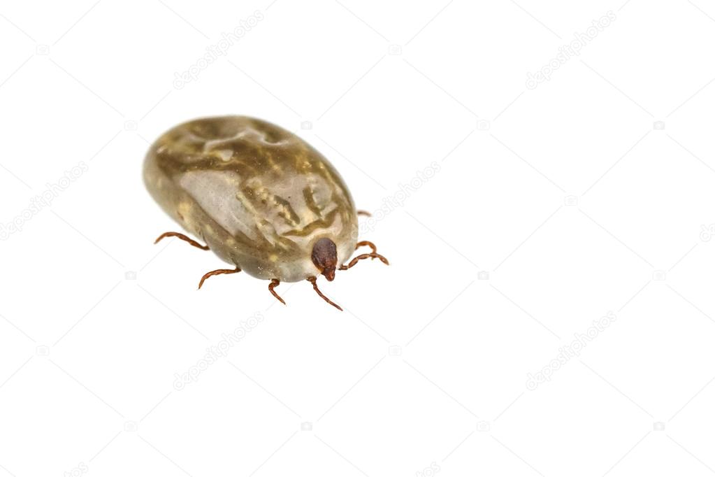 Female tick isolated on white background