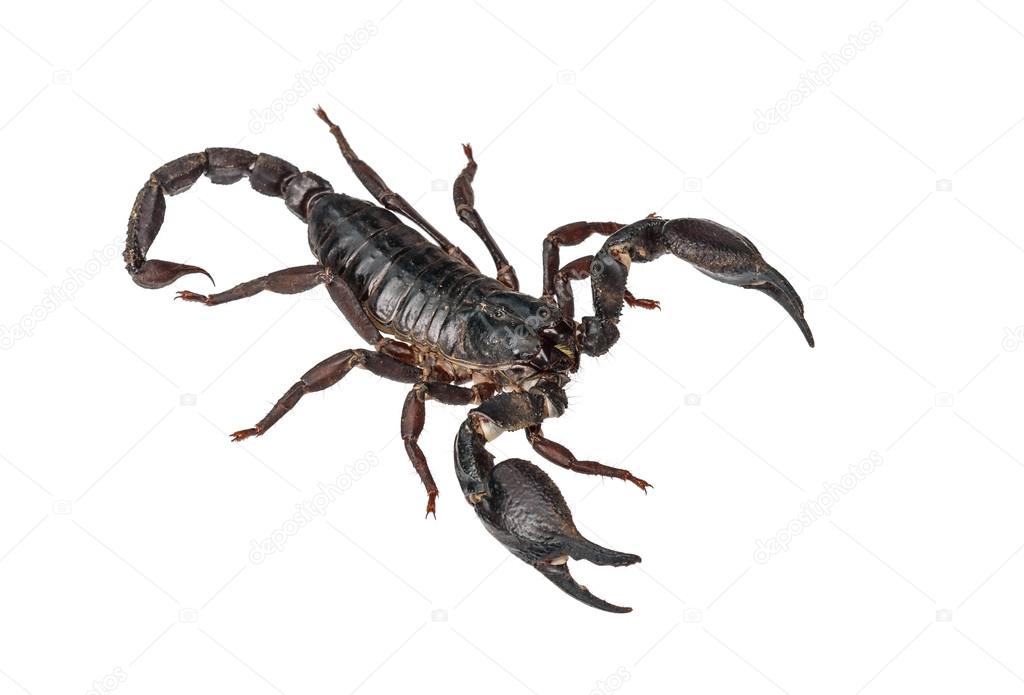 Asian giant forest scorpion (Heterometrus laoticus) isolated on