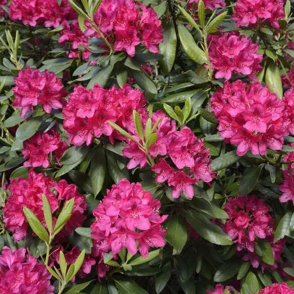 Rododendrony v květu Stock Snímky