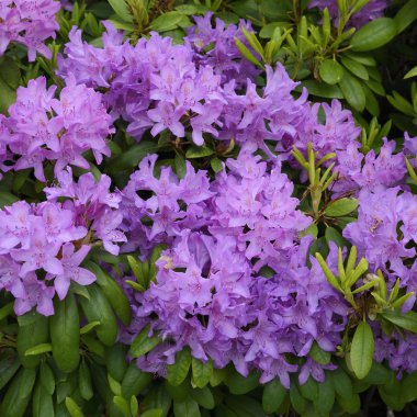 Orman gülleri çiçeklenmeye başlayan