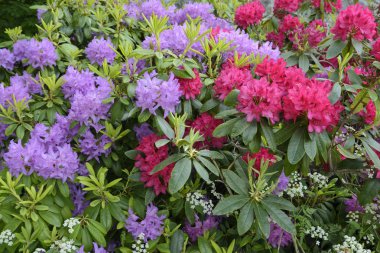 Orman gülleri çiçeklenmeye başlayan