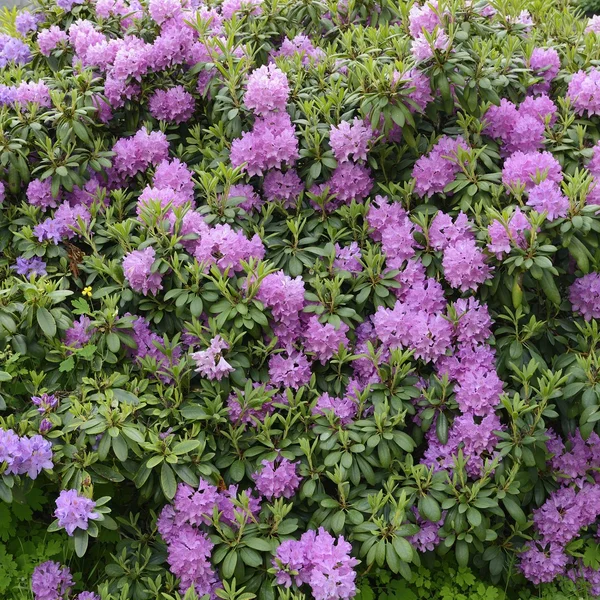 Rhododendrons starting to bloom — Stock Photo, Image